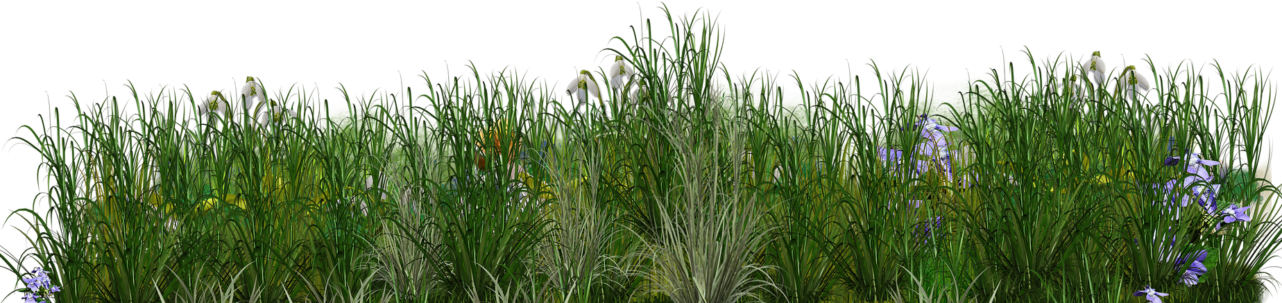 Blumenwiese