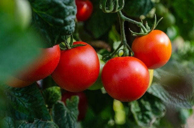 Tomaten aus dem Tomatenhaus