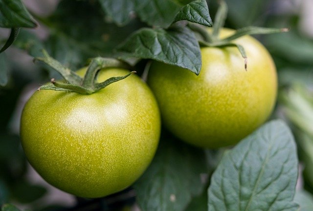 unreife-tomaten