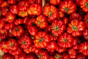 Tomaten im Gewächshaus