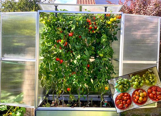 Kundengalerie Tomatenhäuser