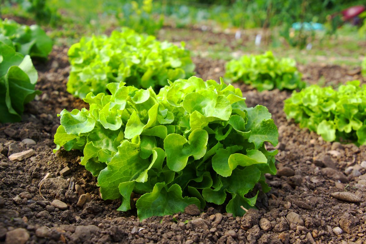 Feldsalat Garten