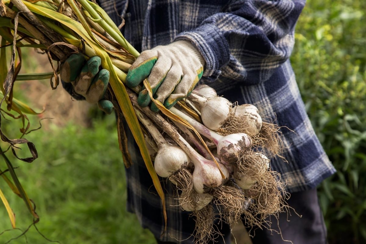 Garten Knoblauch