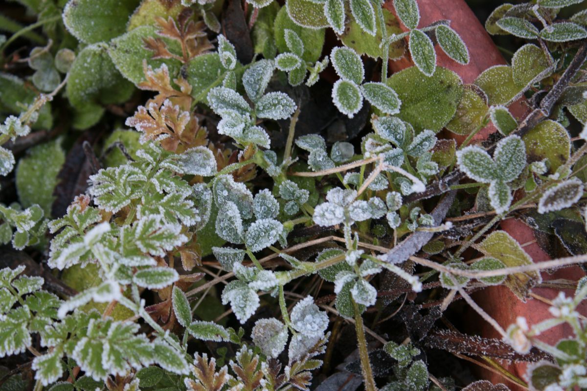 Gartenarbeit im Jänner