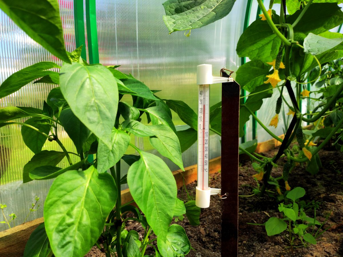 Gewächshaus Hitze