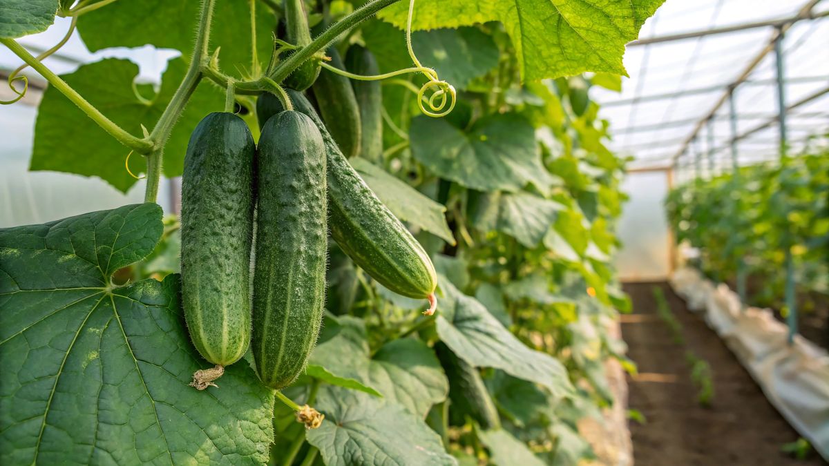 Gurken im Gewächshaus