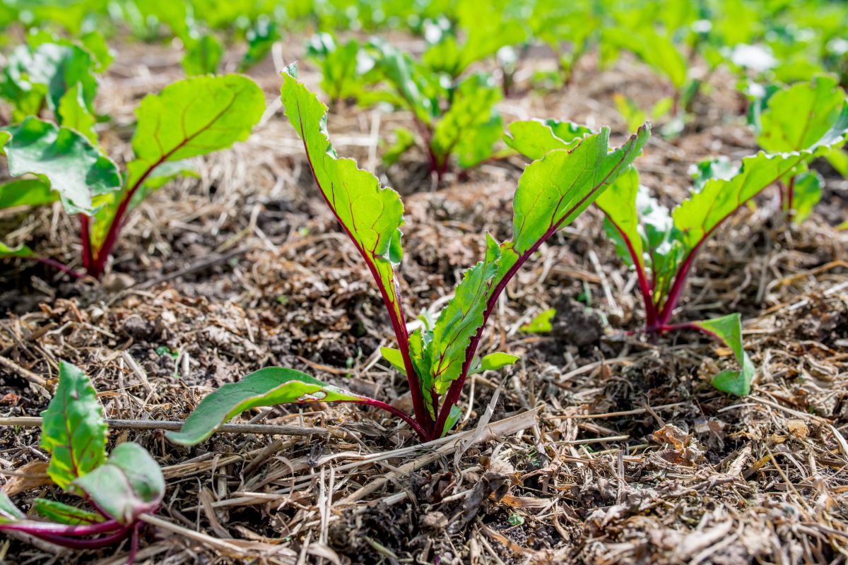 Hochbeet im Juni