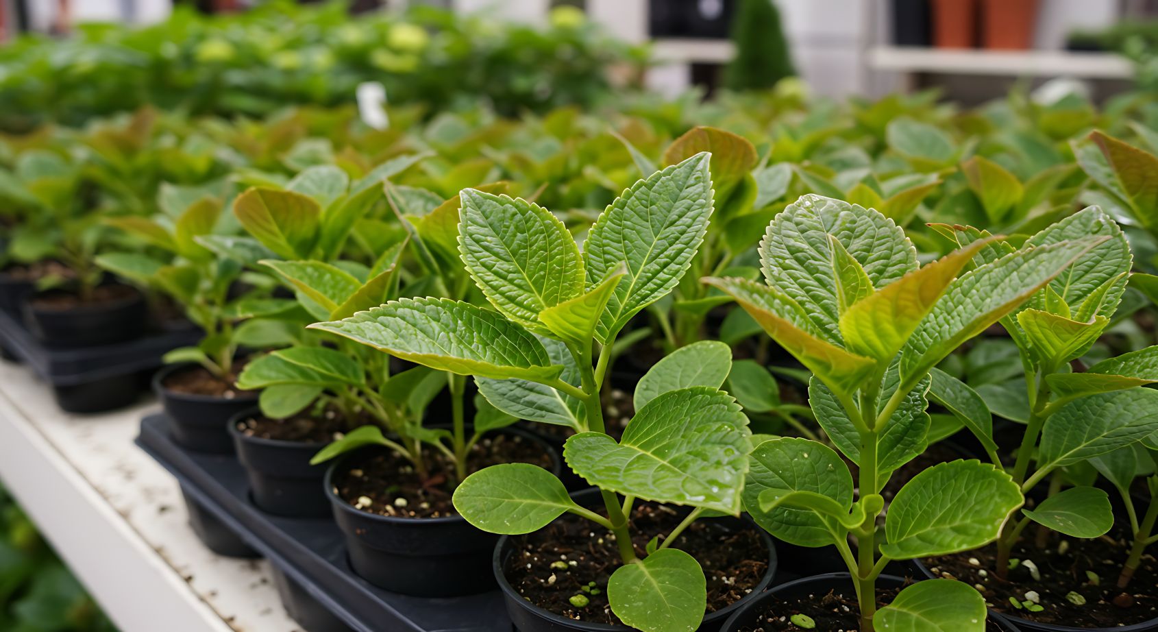 Jungpflanzen