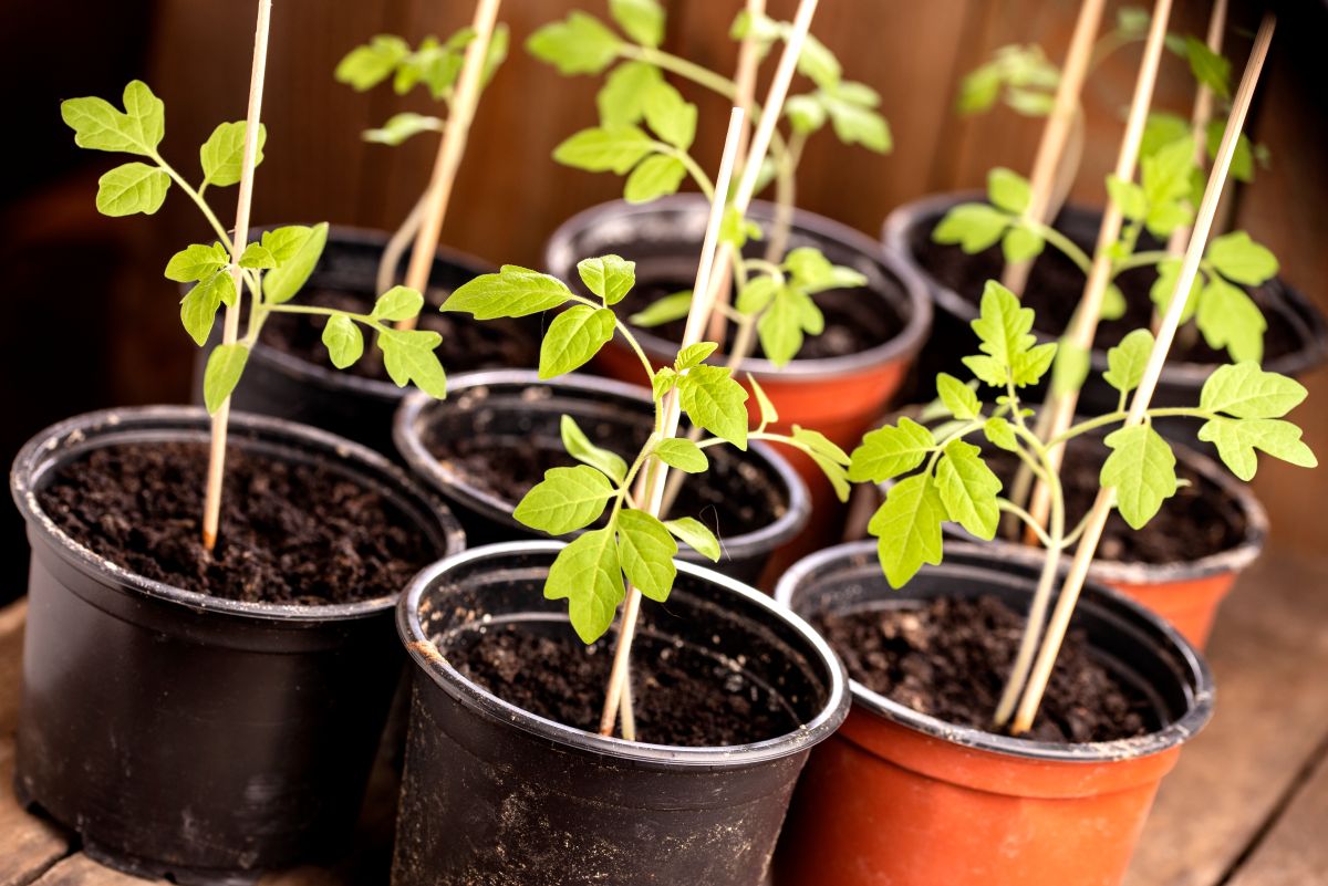 Pflanzen im Gewächshaus