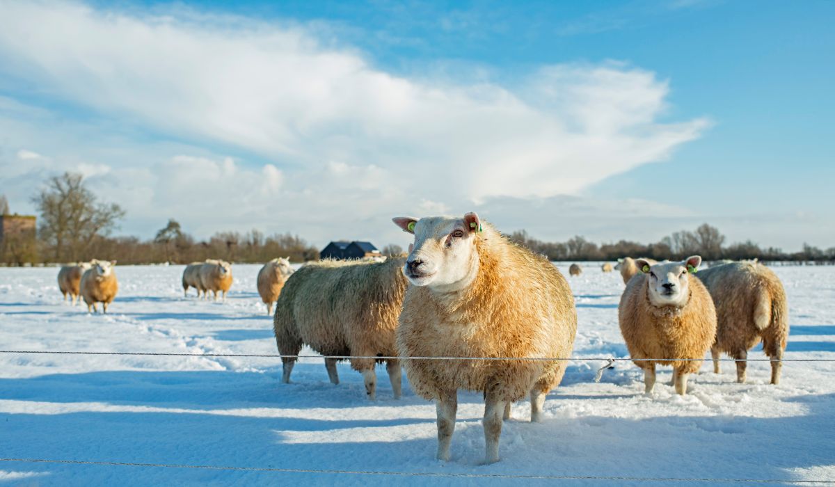 Schafe im Schneefeld