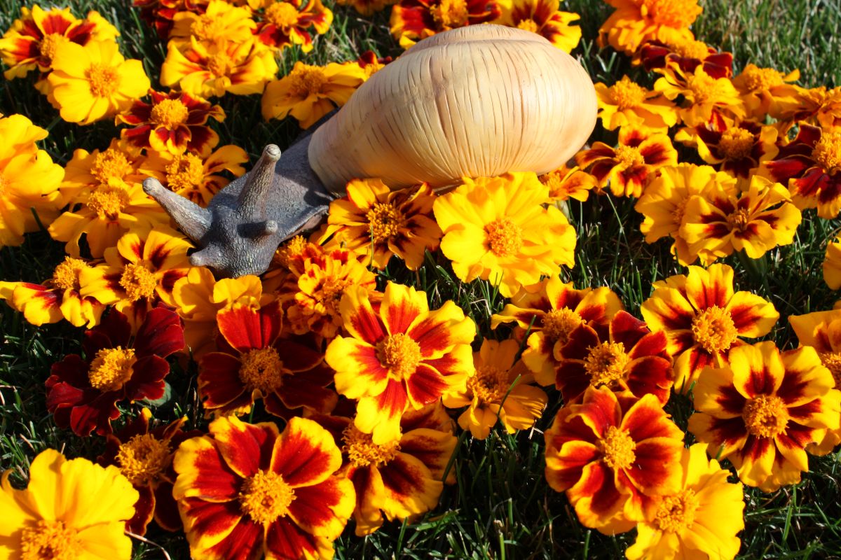 Tagetes - ideal als Opferpflanze gegen Schnecken im Garten