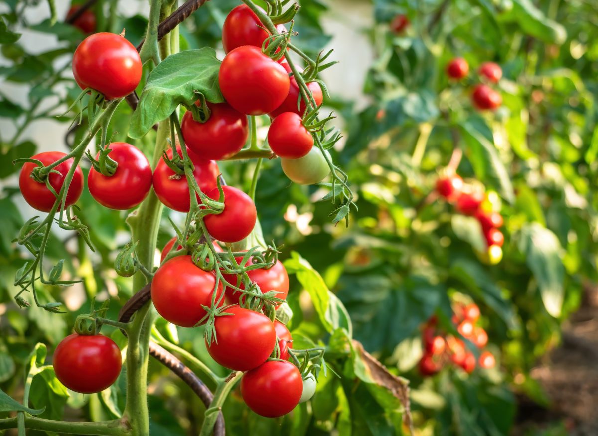 Tomatensorten
