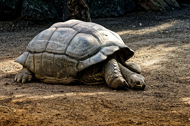 Große Schildkröte