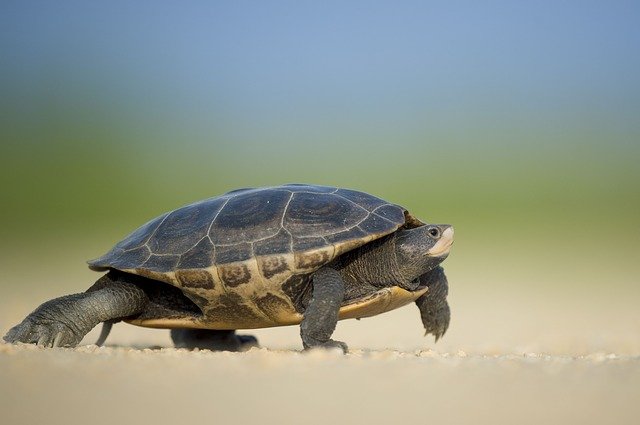 Landschildkröte